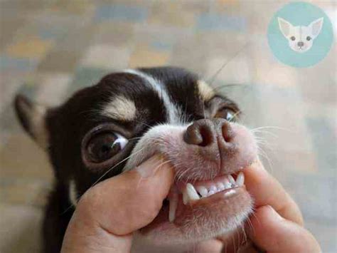 Chihuahua Teeth Facts