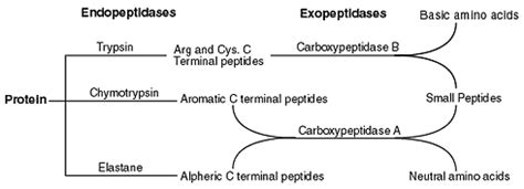 Exopeptidases; Exoproteases