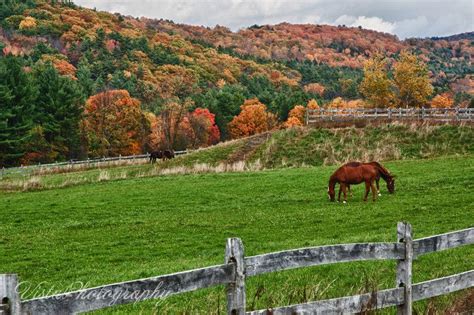 Vermont | Fall foliage on Vermont horse farm | Horse farms, Horses, Vermont fall