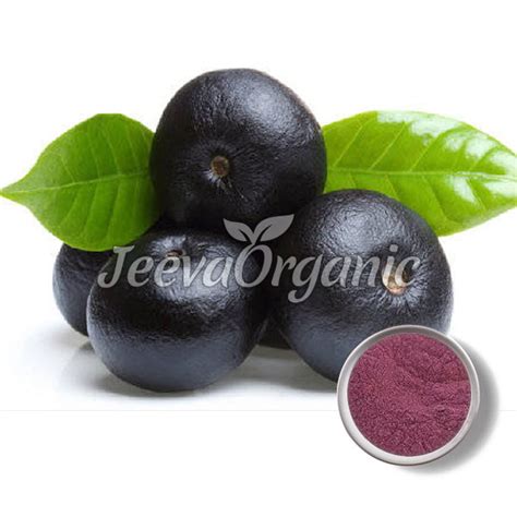 Acai Berry Extract Powder Supplier | Bulk Acai Berry Extract Powder