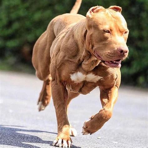 20 Dogs that Use Bully Max - Results You Have to See to Believe! - Bully Max | Bully breeds dogs ...