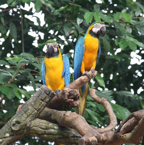 PAU'S PHOTO: Animals in Zoo Melaka