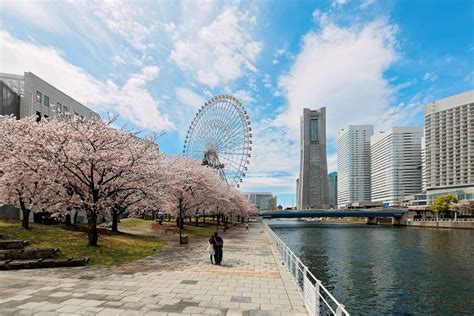 9 Best Places to See Yokohama Cherry Blossom