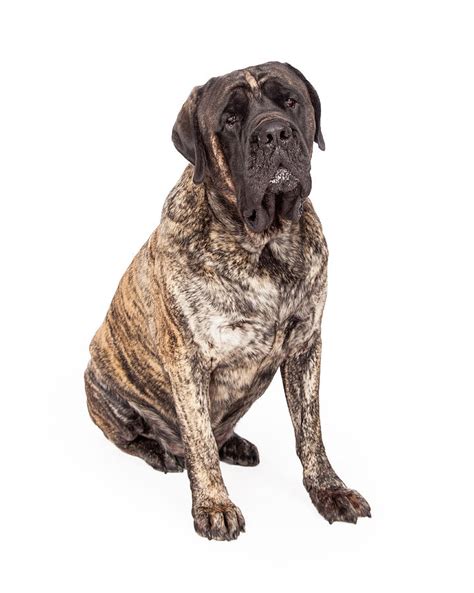 Brindle English Mastiff Dog Sitting Photograph by Good Focused - Fine Art America