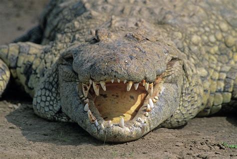 Crocodile's Mouth Photograph by Dr P. Marazzi/science Photo Library