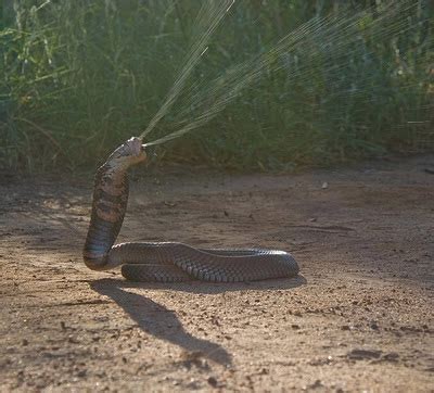 Mozambique Spitting Cobra Very Dangerous ~ planetanimalzone