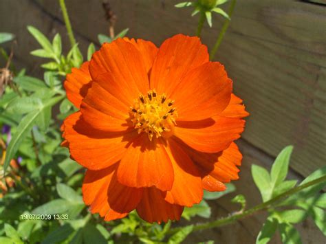 Orange Flower # 1 Free Stock Photo - Public Domain Pictures