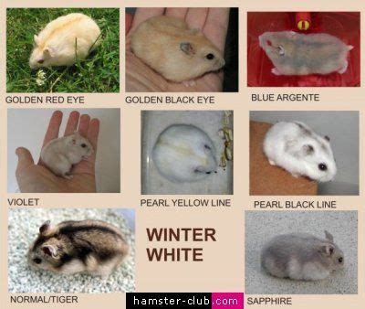 Syrian Hamster Or Winter White - animal shelter