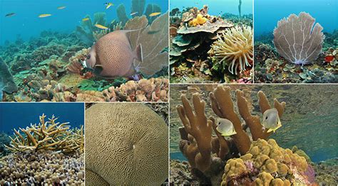 Why Does Coral Reef Diversity Matter? - Coral Reef Alliance