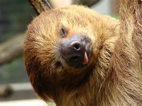 Morning Face : sloths