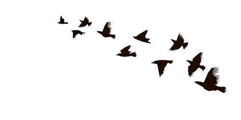 a flock of birds flying across a white sky