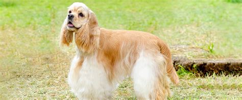 9 Top Cocker Spaniel Haircuts | TrustedHousesitters.com