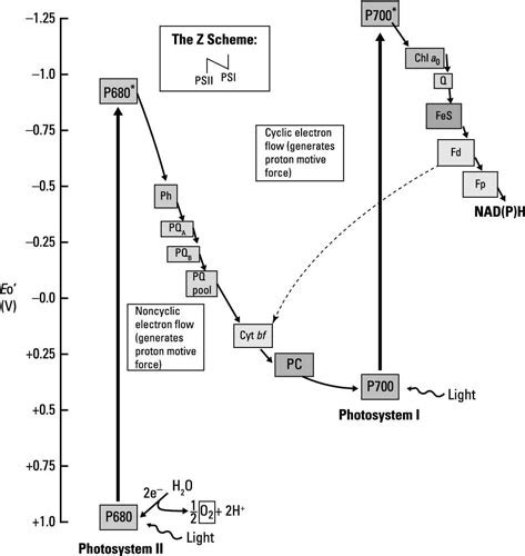 Generating Oxygen (or Not): Oxygenic and Anoxygenic Photosynthesis - dummies