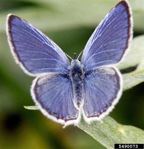 Lycaenidae butterflies (Family Lycaenidae)