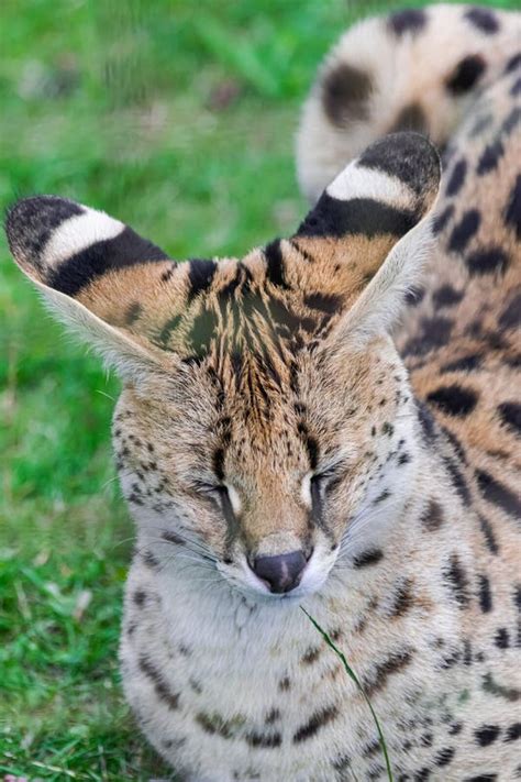 Serval Cat Stock Photos - Download 1,129 Royalty Free Photos