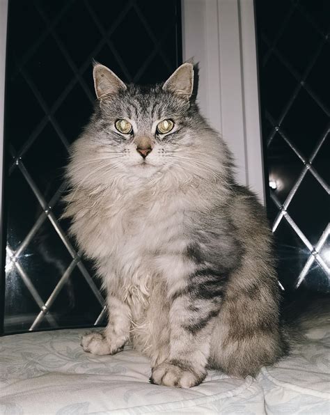 Maine coon persian mix : r/cat