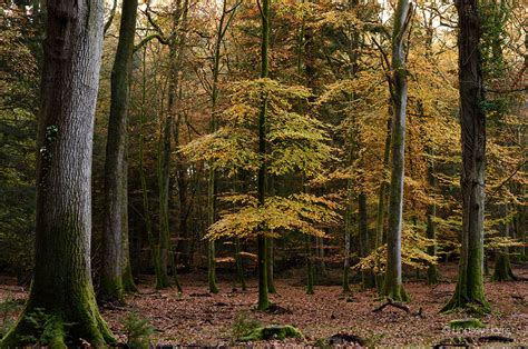 A Guide To The Best Autumn Colours In The New Forest, Hampshire, UK