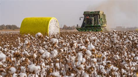 A Drop In Cotton Production Is Anticipated By Traders' Bodies By 2023 ...