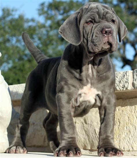 Quiet Corner:Dog Breed Facts and Info - Neapolitan Mastiff - Quiet Corner