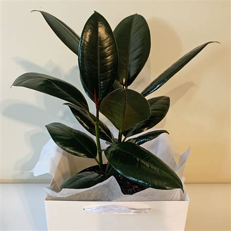 Ficus elastica - Burgundy | South Island House Plant Delivery | NZ