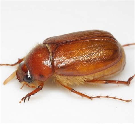 coleoptera/scarabaeidae. june bug. Phyllophaga crinite [c/o] | Insect identification, Animals ...