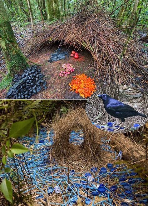 Bowerbirds create elaborate structures to attract potential mates and place a variety of bright ...