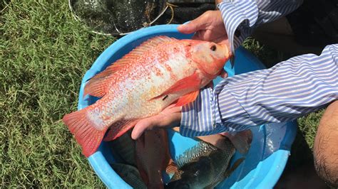 A day in the fish farm | RED TILAPIA BREEDER AGE | Tilapia Farming Life - YouTube