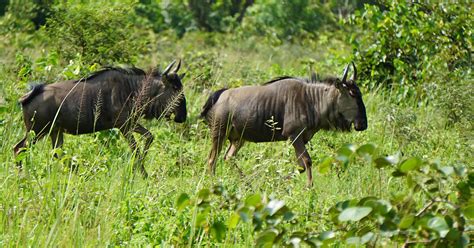 Tiere in Togo – auf der Suche nach Wildlife | traveloskop