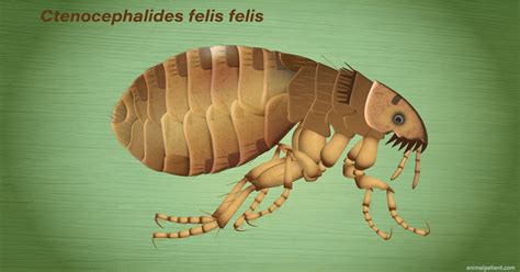 Adult Fleas Infesting Dogs & Cats - Biology and Control