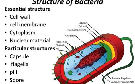 [Solved] Identify the structural components of bacteria. | Course Hero