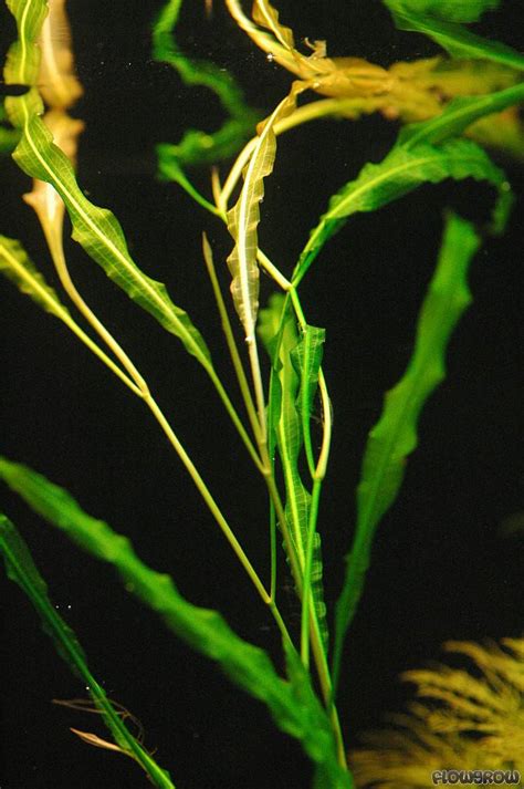 Potamogeton wrightii - Flowgrow Aquatic Plant Database