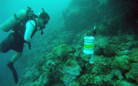 Reef Fish Spawning - Coral Reef Research Foundation