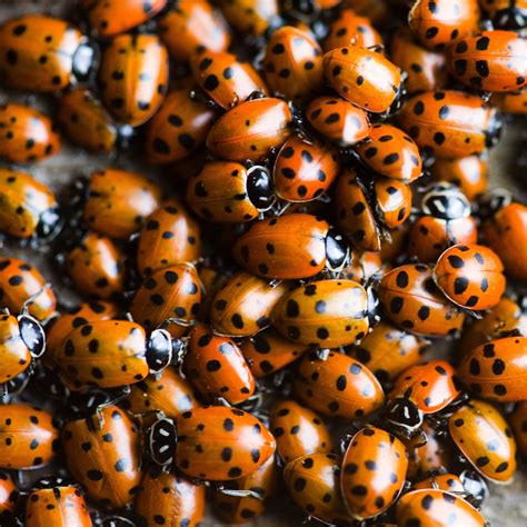 Ladybugs iPad Air Wallpapers Free Download