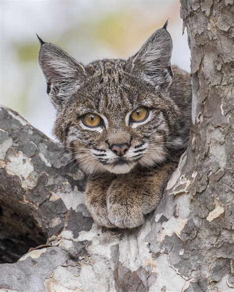 Cheeky Bobcat Kitten, Owl on the Hunt: How a Young Wildlife Photographer Gets the Goods