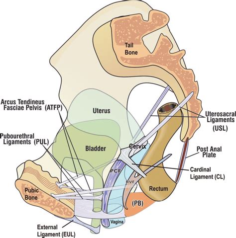 -The ligaments of the pelvic floor perspective: standing position ...