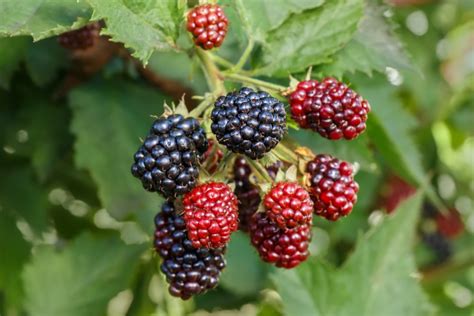 How to Identify Common Wild Berries - Farmers' Almanac