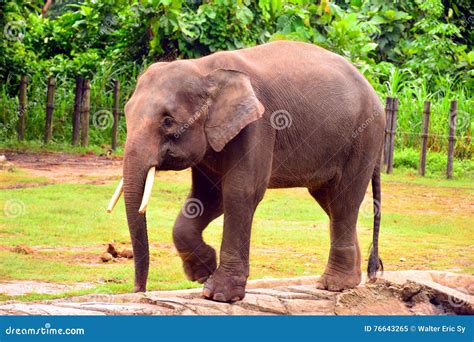 Borneo Elephant, Also Called the Borneo Pygmy Elephant Stock Image - Image of habitat, kota ...