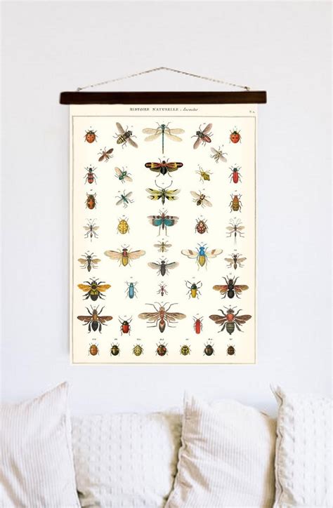 Vintage Insect Poster Vintage Print Curiosity Reproduction - Etsy