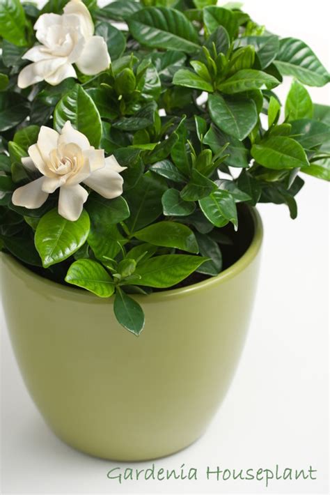 Indoor Gardenia Care Tips - Gardenia jasminoides