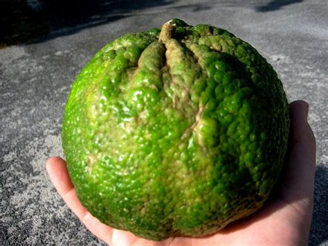 ugli fruit: also known as jamaican tangelo, this is a citrus fruit. | Owoce