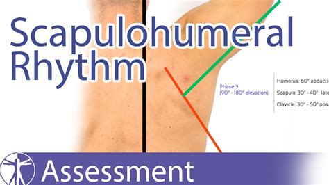 Scapulohumeral Rhythm - YouTube