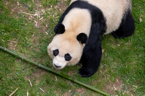 Expert advice for visiting the pandas at the National Zoo - The ...