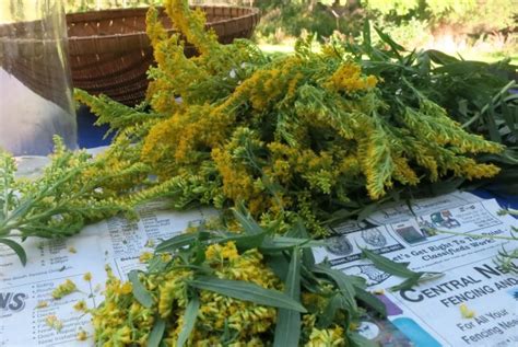 Harvesting Goldenrod for infused oil | I Just Gotta Share…