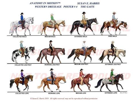 View source image | Dressage, Show horses, Horse exercises