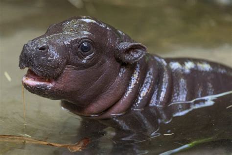 Endangered pygmy hippo born at zoo for first time in over 30 years | Inquirer Technology