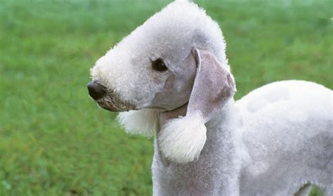 Bedlington Terrier Breed Information