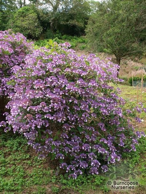 Hydrangea Aspera Villosa Group from Burncoose Nurseries - Hydrangea Wallpaper