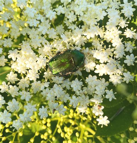 The Rose Chafer Beetle, a jewel in the garden. Welcome or unwelcome ...