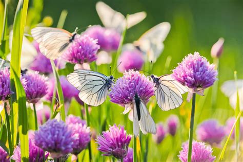 Chives: Planting, Care and Harvesting Guide