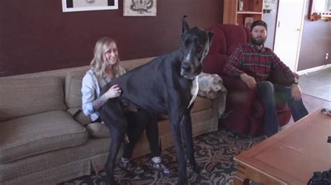 Couple's Great Dane in Nevada may be tallest living dog - ABC7 San Francisco